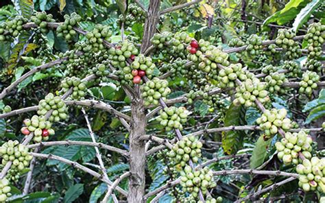 Growing Coffee Trees in Alpharetta Georgia