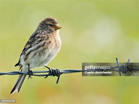 Twite Photos and Premium High Res Pictures - Getty Images