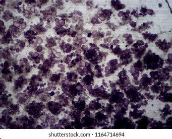 283 Microscope starch Images, Stock Photos & Vectors | Shutterstock