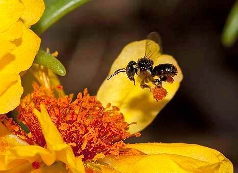 Stingless Bee Honey - Dwarf Honey Bees - Cheruthen