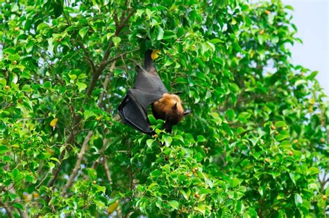 Premium Photo | Bat hanging on a tree branch malayan bat