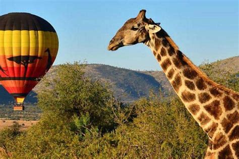 Top 5 Pilanesberg Safari Tours on a budget | Guardian Sun