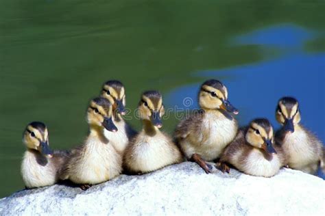 Get Your Ducks in a Row stock image. Image of ducklings - 5274213