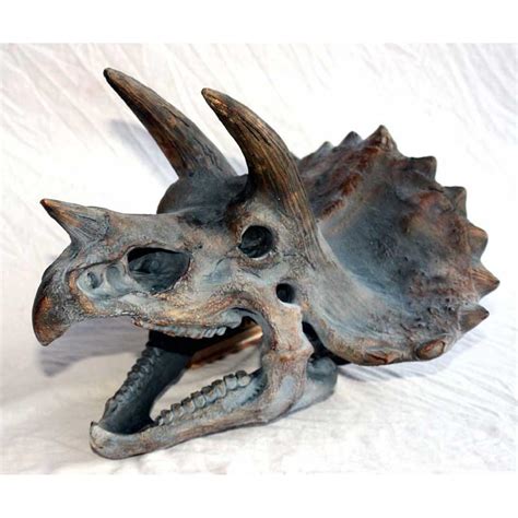 Large Triceratops Skull