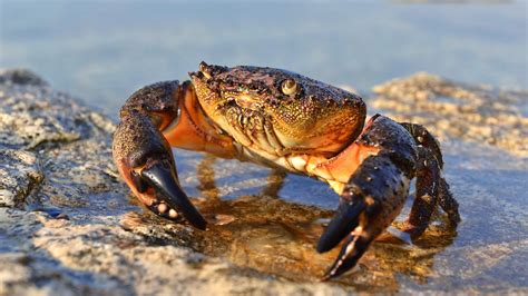 Stone Crab Season is Open - Clearwater Inshore Fishing