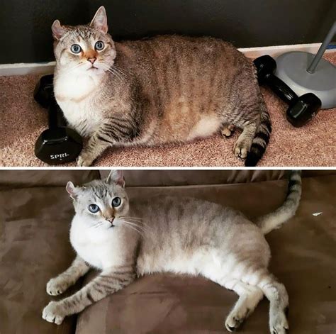 51 Amazing Cat Weight Loss Transformations