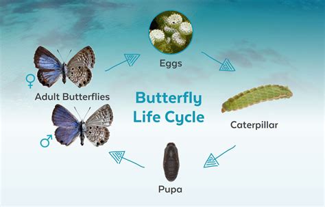 Blue Morpho Butterfly Life Cycle