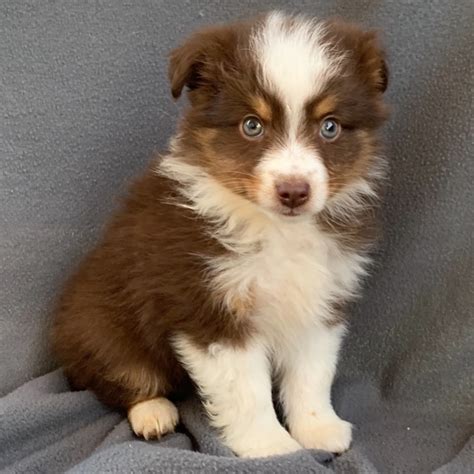 How Are Australian Shepherds With Babies