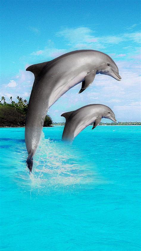 Swim dolphins swim | Ocean creatures, Whale, Dolphins