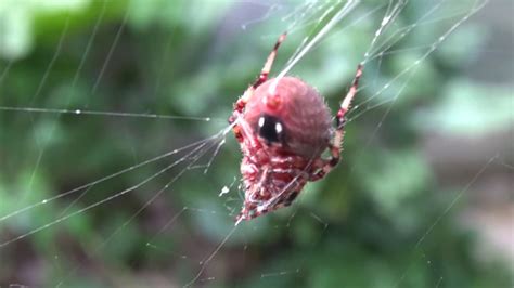 Red Spotted Orb Weaver | Neoscona crucifera | A common spider found on ...