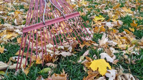 Rake, mulch, or leave: What's the best thing to do with fallen leaves? - Bring Me The News