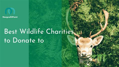 11 Best Wildlife Charities to Donate to in 2023 & Beyond | Nonprofit Point | Nonprofit Point