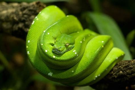 Green Tree Python Care Sheet