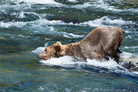 Katmai_Bears_2016__DSC5945 Bum UP 2 - Bonnie Flamer Photography ...