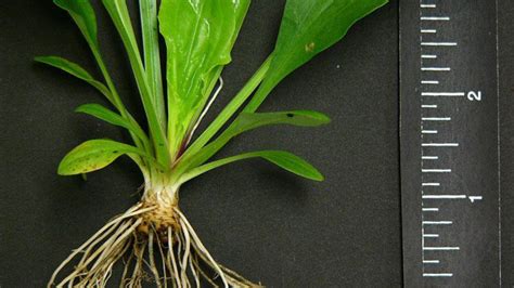 Broadleaf Plantain | NC State Extension Publications