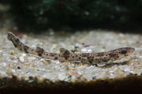 Catshark Species (Scyliorhinidae Family) In Your Aquarium – WZaquarium