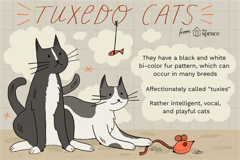 Tuxedo Cat: Breed Profile, Characteristics & Care