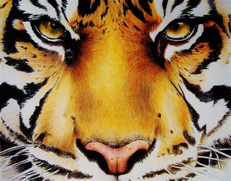 Tiger Eyes Drawing by Jennifer Doehring | Saatchi Art