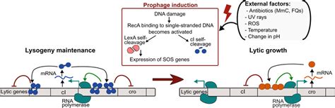 Mechanism of Lambda prophage induction. Lysogeny and lytic states show... | Download Scientific ...