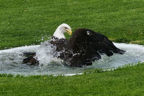 Bald Eagle Facts: Diet, Wingspan, Nests