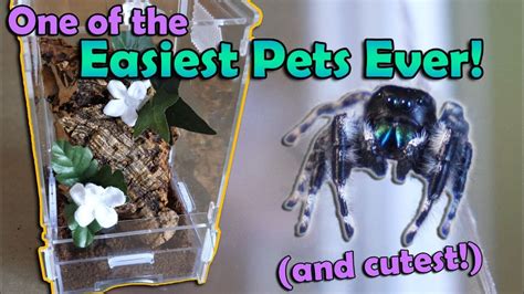 How to Care for Jumping Spiders! - Your Pets Magazine