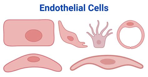 Endothelial Cells: Definition, Types, Structure, Functions