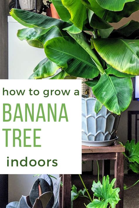 How to grow a dwarf cavendish banana tree indoors | Indoor plant care, Indoor banana tree, House ...