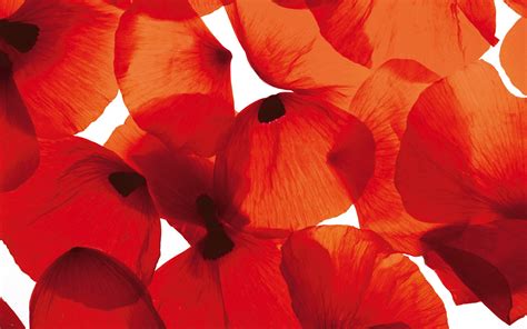 🔥 [42+] Wallpapers with Poppies | WallpaperSafari