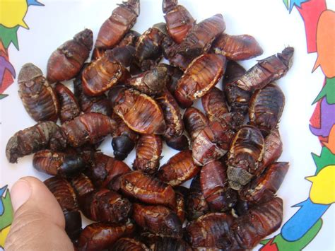 10 Exotic Foods in the Philipines: ADOBONG SALAGUBANG