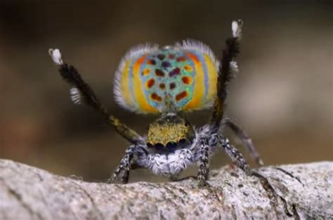 See the Peacock Spider Mating Dance on Nat Geo | TIME