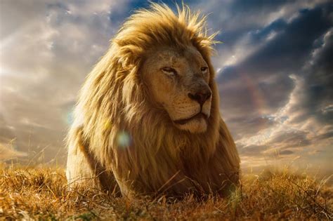 wallpaper lion, king of beasts, mane HD : Widescreen : High Definition : Fullscreen