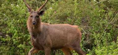 Best Jharkhand Wildlife Sanctuaries & National Parks