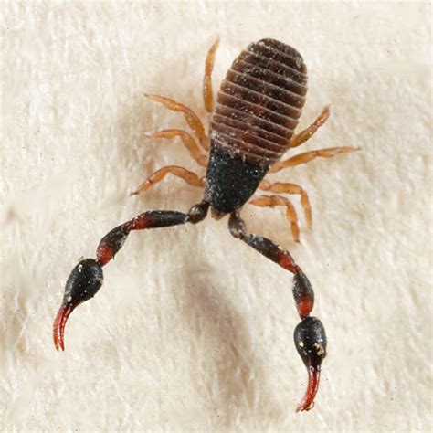 Pseudoscorpion - BugGuide.Net