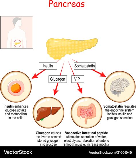 Pancreas Gland Function