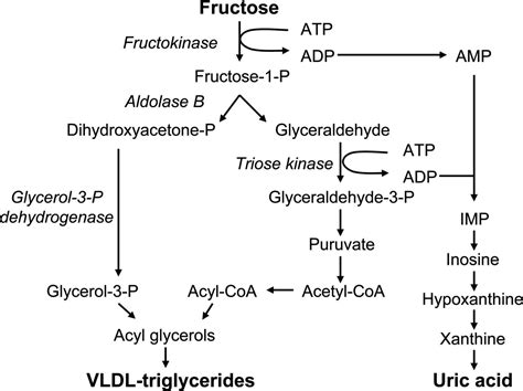 Fructose and Chronic Health Problems: Is Fructose a Key Player?