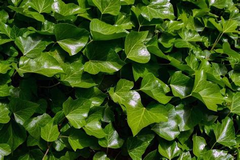 Growing English ivy Plant (Hedera helix) - A Full Guide | Gardening Tips