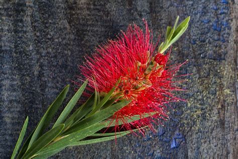 Red bottle brush flower stock photo. Image of nature - 112053424