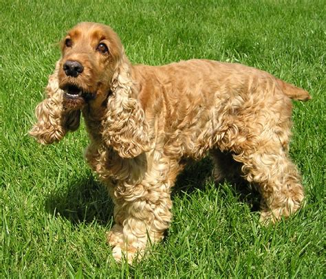 Fil:EnglishCockerSpaniel wb.jpg – Wikipedia