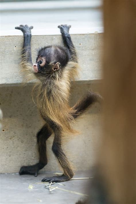 Baby Spider Monkey: To Leap or Not to Leap - ZooBorns