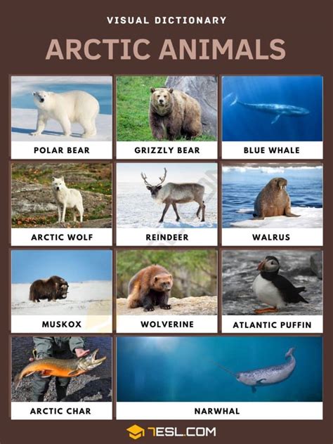 List of Arctic Animals in English with Pictures • 7ESL