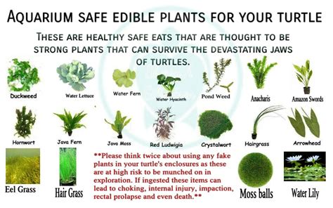 Pin by Tosha Hilliard on My turtle/tortoise care posters | Turtle ...