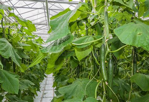 Cucumbers Growing in a Greenhouse Stock Photo - Image of farming ...