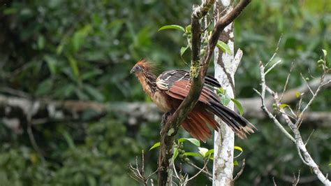 Hoatzin Symbolism & Meaning (+Totem, Spirit, & Omens) - World Birds