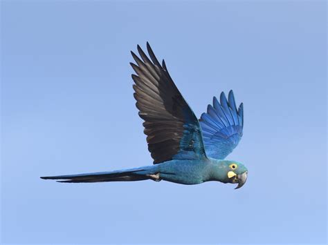 Endangered Lear’s Macaws find refuge at Paradise Park in Cornwall ...