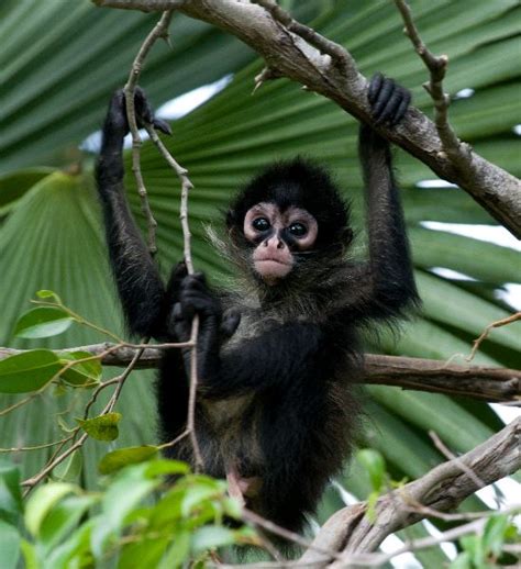 Spider Monkey Infant - Animal Facts and Information