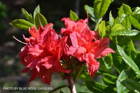 Azalea 'Homebush’ Bright Pink Flowers Deciduous Azalea1 gallon | Pink flowers, Azaleas, Azalea shrub