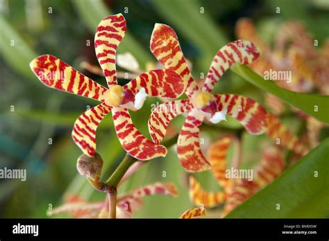 Orchids of high-mountainous Borneo. Exotic natural flowers of Borneo. Colours of a life to ...