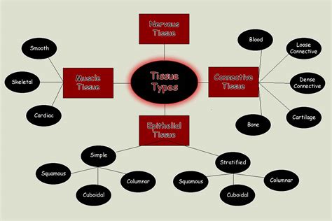 Types of Body Tissue - Cells and Tissue