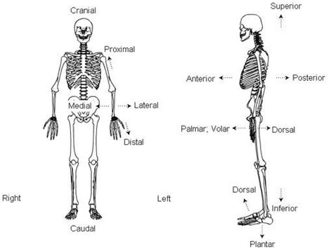 Use Anatomical Terms to Describe the Location - ShaniakruwGriffith