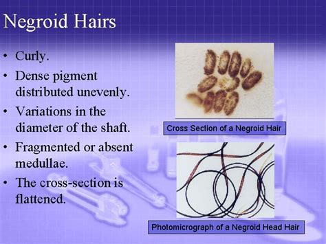 The Forensic Analysis of Hair Hair Morphology The